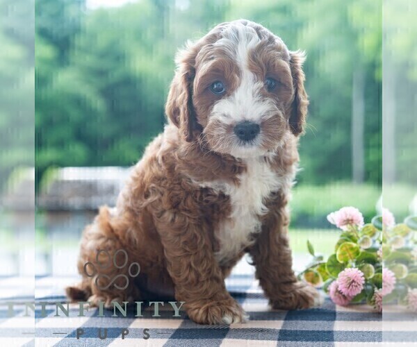 Medium Photo #3 Cavapoo (Miniature) Puppy For Sale in DORNSIFE, PA, USA