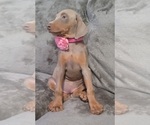 Small Photo #41 Doberman Pinscher Puppy For Sale in POMEROY, OH, USA