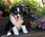 Small Photo #8 Australian Shepherd Puppy For Sale in WESTFIELD, MA, USA