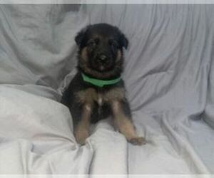 German Shepherd Dog Puppy for sale in NORFOLK, VA, USA