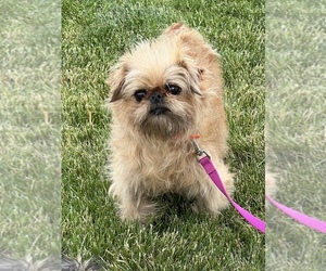 Mother of the Brussels Griffon puppies born on 03/17/2026