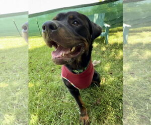 Rottweiler Dogs for adoption in Mooresville, NC, USA