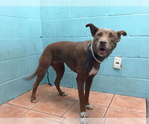 Labrador Retriever-Unknown Mix Dogs for adoption in Downey, CA, USA