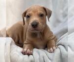 Small #2 Labrador Retriever Mix
