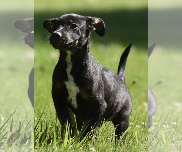Medium Photo #5 Shepweiller Puppy For Sale in Mechanicsburg, PA, USA