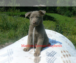 Small #5 German Shepherd Dog