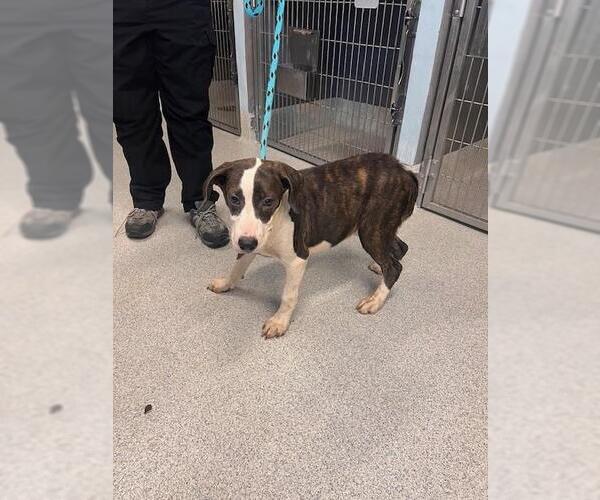 Medium Photo #1 American Staffordshire Terrier-Unknown Mix Puppy For Sale in Tallahassee, FL, USA