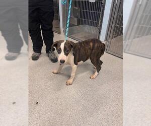 American Staffordshire Terrier-Unknown Mix Dogs for adoption in Tallahassee, FL, USA