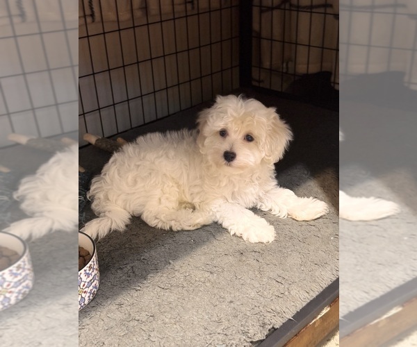 Medium Photo #4 Maltipoo Puppy For Sale in ALEXANDRIA, VA, USA