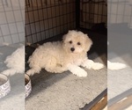 Small #3 Maltipoo