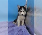 Small Photo #5 Siberian Husky Puppy For Sale in SANDY HOOK, KY, USA