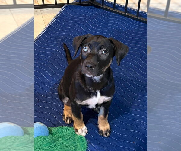 Medium Photo #4 Mutt Puppy For Sale in Candler, NC, USA