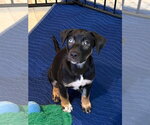 Small Photo #4 Mutt Puppy For Sale in Candler, NC, USA