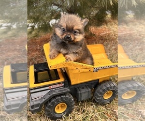 Pomeranian Puppy for sale in MIDDLEBURY, IN, USA