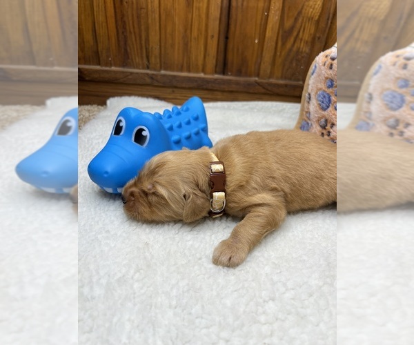 Medium Photo #4 Golden Retriever Puppy For Sale in NEOLA, WV, USA