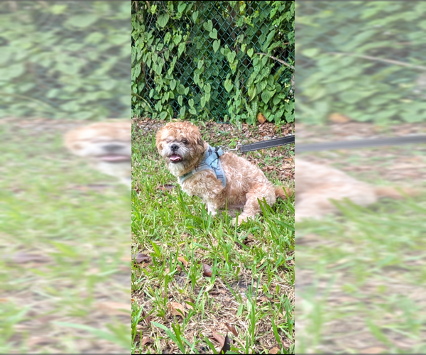 Medium Photo #8 Shih Tzu Puppy For Sale in Weston, FL, USA