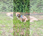 Small #7 Shih Tzu