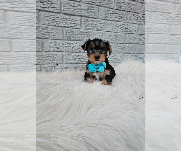 Medium Photo #1 Yorkshire Terrier Puppy For Sale in INDIANAPOLIS, IN, USA