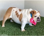 Small #1 Bulldog Mix