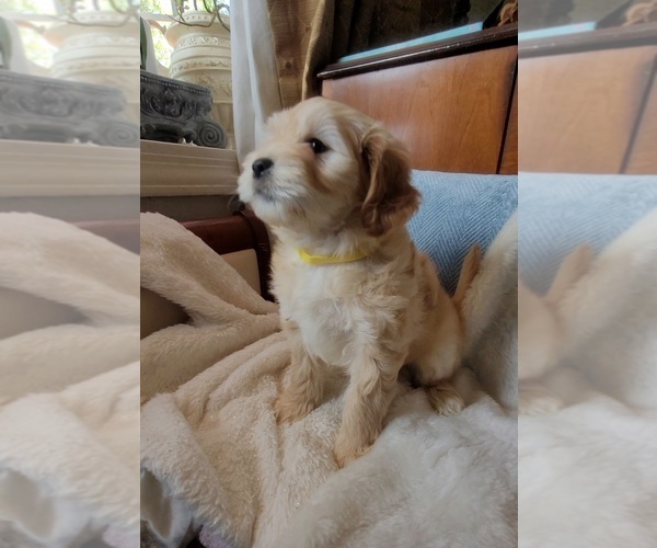 Medium Photo #5 Lhasa Apso Puppy For Sale in PHOENIX, AZ, USA