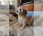 Small #4 Lhasa Apso
