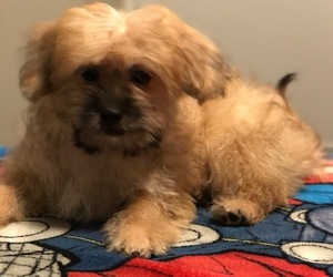 -Shih Tzu Mix Puppy for sale in RESTON, VA, USA