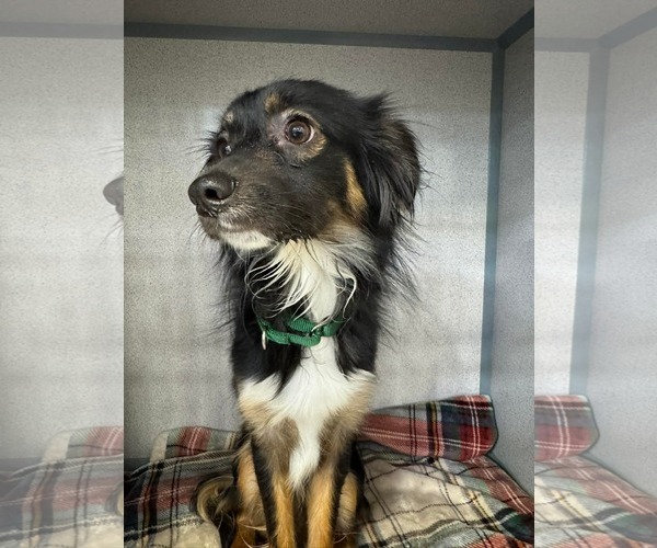 Medium Photo #2 Mutt Puppy For Sale in Ridgefield, CT, USA