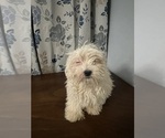 Small #5 Havanese