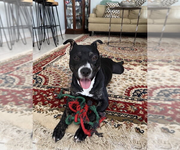 Medium Photo #4 Mutt Puppy For Sale in Fairfax, VA, USA