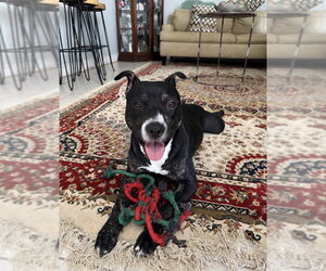Lincoln *Adopt* - Male Mutt Dog for Adoption - Photo #4