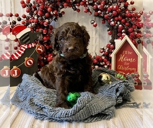 Labradoodle-Poodle (Standard) Mix Puppy for sale in SAN ANTONIO, TX, USA