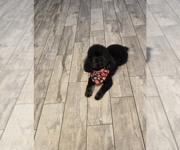 Medium Photo #1 Poodle (Toy) Puppy For Sale in CORAL SPRINGS, FL, USA