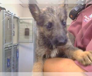 German Shepherd Dog Dogs for adoption in Sacramento, CA, USA