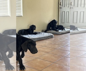 Great Dane Puppy for sale in SURPRISE, AZ, USA