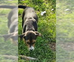 Small #4 Mutt