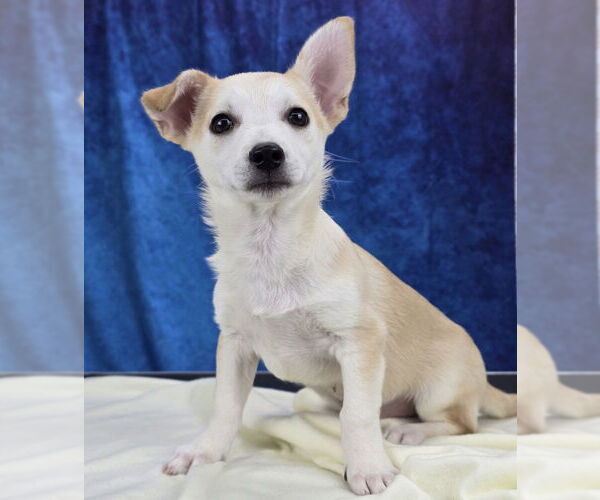 Medium Photo #4 Labrador Retriever-Unknown Mix Puppy For Sale in Lakewood, CO, USA