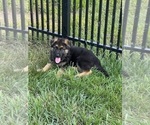Small Photo #1 German Shepherd Dog Puppy For Sale in HEDGESVILLE, WV, USA