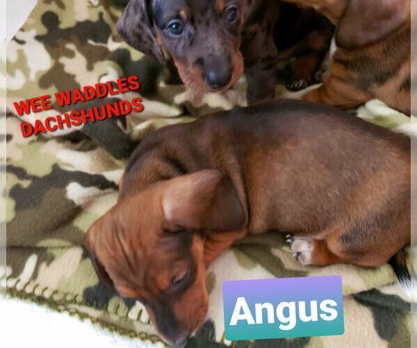 Medium Photo #4 Dachshund Puppy For Sale in WALLACE, CA, USA