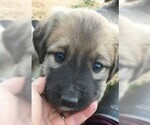 Small Photo #1 Anatolian Shepherd Puppy For Sale in VERNON HILL, VA, USA