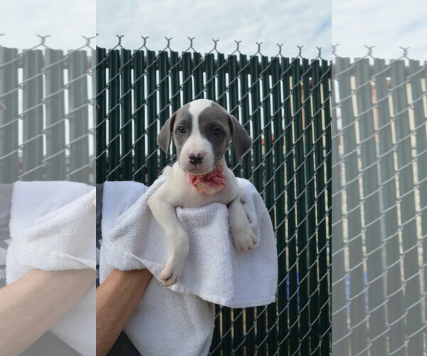 Medium Photo #2 Mutt Puppy For Sale in McKinney, TX, USA