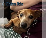 Small #2 Dachshund