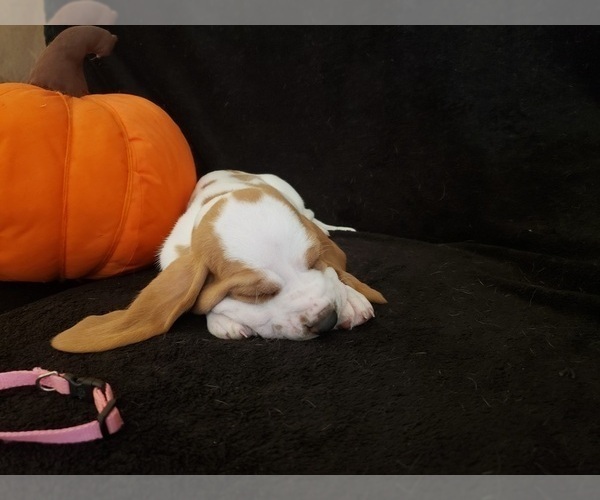 Medium Photo #19 Basset Hound Puppy For Sale in CLAREMORE, OK, USA