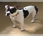 Small American Pit Bull Terrier
