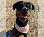 Small #7 Rottweiler
