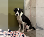 Small #8 Mutt
