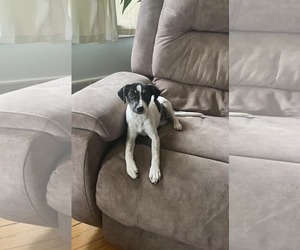 Unknown-Whippet Mix Dogs for adoption in SHERBURNE, NY, USA