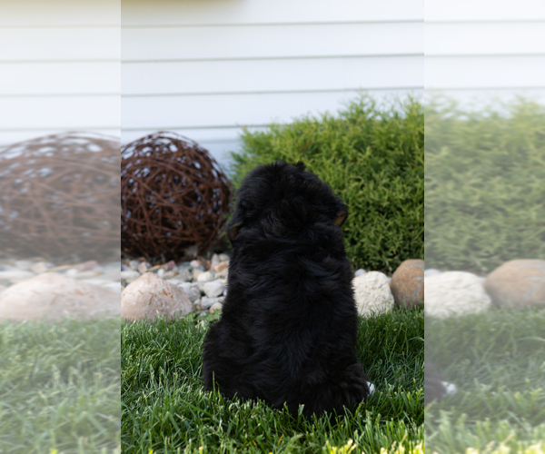 Medium Photo #5 Bernese Mountain Dog Puppy For Sale in TOPEKA, IN, USA