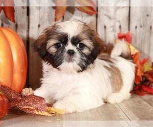 Shih Tzu Puppy for sale in MOUNT VERNON, OH, USA
