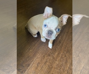 Boston Terrier Puppy for sale in BEEVILLE, TX, USA