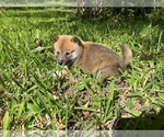 Small #6 Shiba Inu